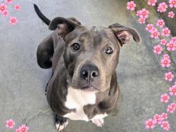 Shelter Stray Female Dog last seen , 14409 Vanowen St, Van Nuys, CA 91405, USA