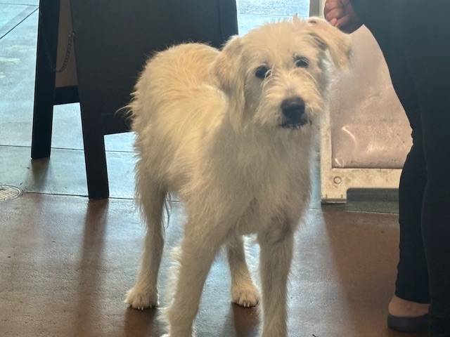 Shelter Stray Female Dog last seen , 14409 Vanowen St, Van Nuys, CA 91405, USA