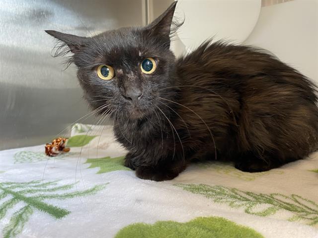 Shelter Stray Unknown Cat last seen Near BLOCK S 57TH ST, 3839 W Burnham St, West Milwaukee, WI 53215, USA