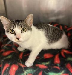 Shelter Stray Female Cat last seen Near BLOCK W SEFTON DR, WEST VALLEY CITY UT 84120, 4522 W 3500 S, West Valley City, UT 84120, USA