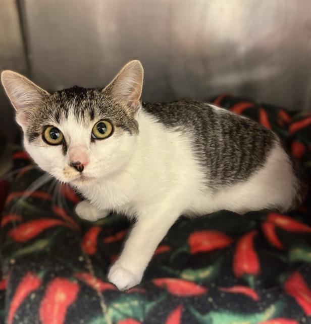 Shelter Stray Female Cat last seen Near BLOCK W SEFTON DR, WEST VALLEY CITY UT 84120, 4522 W 3500 S, West Valley City, UT 84120, USA