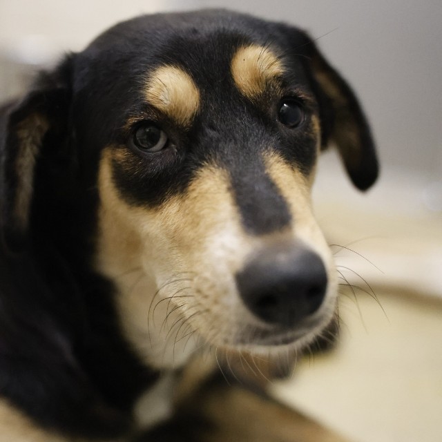 Shelter Stray Female Dog last seen Near BLOCK SE MILITARY DR, 4710 TX-151, San Antonio, TX 78227, USA
