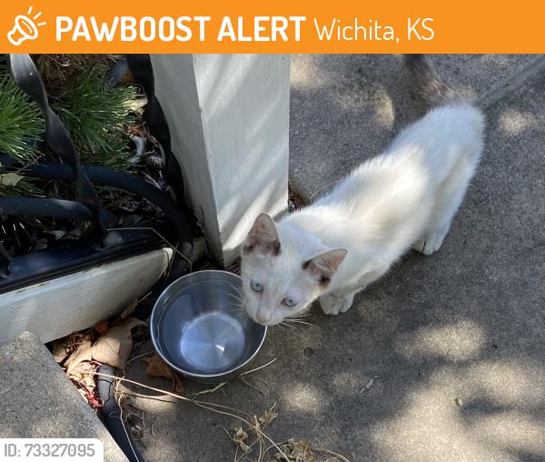Rehomed Unknown Cat last seen Edgemoor Park, Wichita, KS 67208