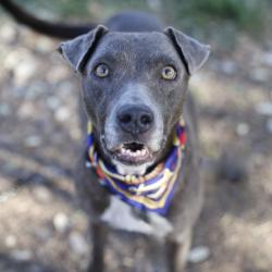 Shelter Stray Female Dog last seen CERALVO ST, 4710 TX-151, San Antonio, TX 78227, USA
