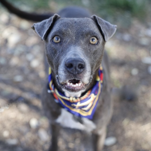 Shelter Stray Female Dog last seen CERALVO ST, 4710 TX-151, San Antonio, TX 78227, USA