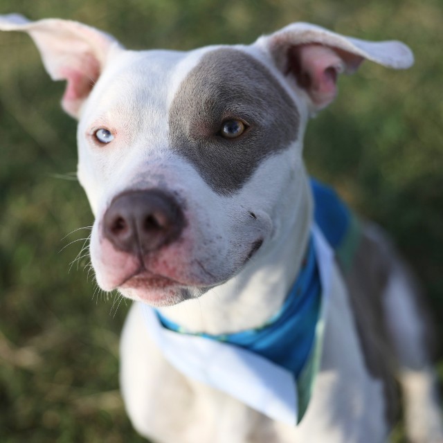 Shelter Stray Male Dog last seen RIGSBY AVE, 4710 TX-151, San Antonio, TX 78227, USA
