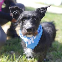 Shelter Stray Male Dog last seen Near BLOCK SOUTH PRESA ST, 4710 TX-151, San Antonio, TX 78227, USA