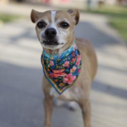 Shelter Stray Male Dog last seen MOUNT RAINIER, 4710 TX-151, San Antonio, TX 78227, USA