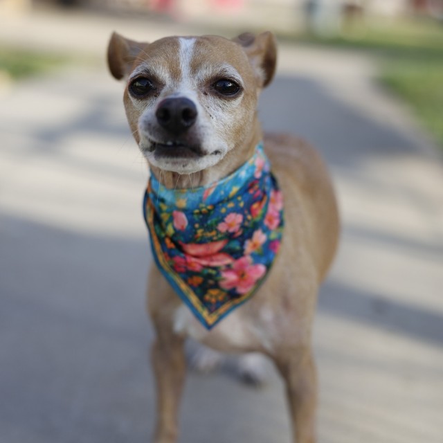 Shelter Stray Male Dog last seen MOUNT RAINIER, 4710 TX-151, San Antonio, TX 78227, USA