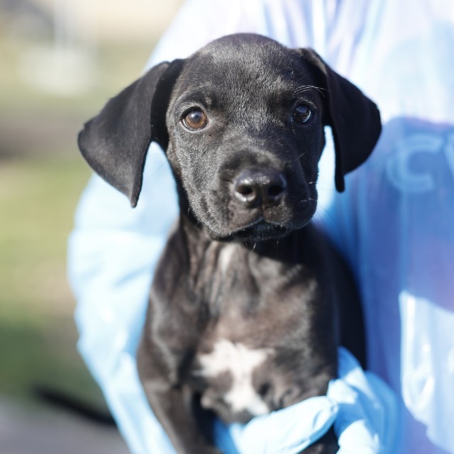 Shelter Stray Female Dog last seen W CHERYL DR APARTMENTS, 4710 TX-151, San Antonio, TX 78227, USA