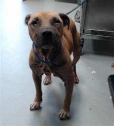 Shelter Stray Female Dog last seen Near BLOCK CAGLE CT, FAYETTEVILLE NC 28304, 4704 Corporation Dr, Fayetteville, NC 28306, USA