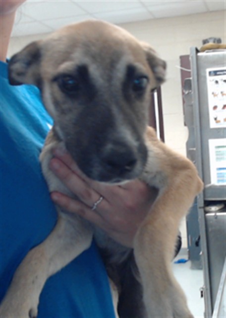 Shelter Stray Male Dog last seen Near BLOCK CONVOY LN, FAYETTEVILLE NC 28303, 4704 Corporation Dr, Fayetteville, NC 28306, USA