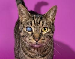 Shelter Stray Male Cat last seen Near BLOCK PERMINETER PARK BLVD RM 227, 2020 Forest St, Jacksonville, FL 32204, USA