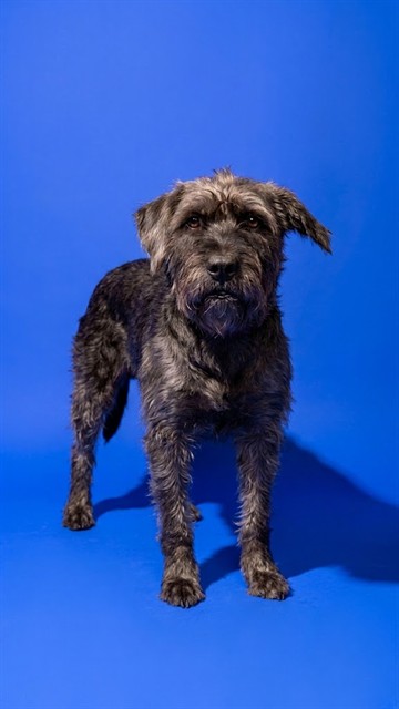Shelter Stray Female Dog last seen Near BLOCK 5TH AVE, 2020 Forest St, Jacksonville, FL 32204, USA