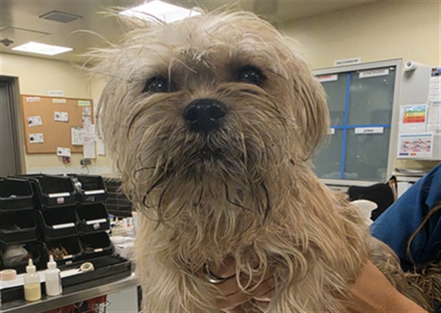 Shelter Stray Male Dog last seen W DEVONSHIRE AVE /N VALLEY VIEW DR, EHEMT, CA, 92543, 581 S Grand Ave, San Jacinto, CA 92582, USA