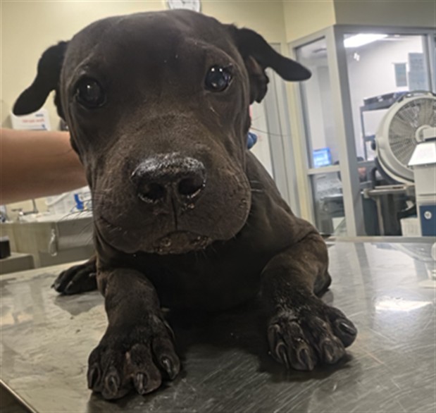 Shelter Stray Male Dog last seen W DEVONSHIRE AVE /N VALLEY VIEW DR, EHEMT, CA, 92543, 581 S Grand Ave, San Jacinto, CA 92582, USA