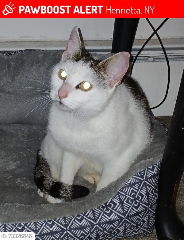 Lost Female Cat last seen Henrietta Highlands, Henrietta, NY 14467