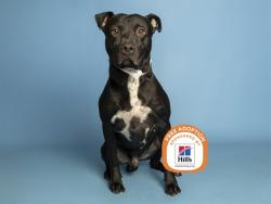 Shelter Stray Male Dog last seen 31ST AVE AND NORTHVIEW AVE, 5501 E Van Buren St, Phoenix, AZ 85008, USA