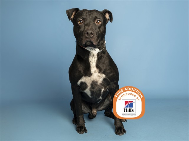 Shelter Stray Male Dog last seen 31ST AVE AND NORTHVIEW AVE, 5501 E Van Buren St, Phoenix, AZ 85008, USA