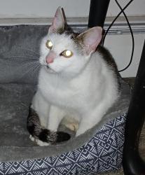 Lost Female Cat last seen Henrietta Highlands, Henrietta, NY 14467