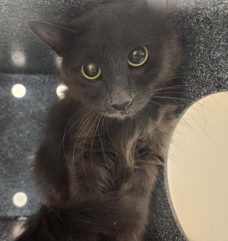 Shelter Stray Unknown Cat last seen Near BLOCK E COLORADO AVE, AURORA CO 80017 5122, 2080 S Quebec St, Denver, CO 80231, USA