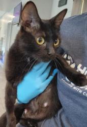 Shelter Stray Female Cat last seen Near BLOCK REED ST, DENVER CO 80214, 2080 S Quebec St, Denver, CO 80231, USA