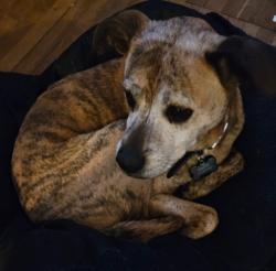 Reunited Female Dog last seen Summit Avenue, Greensboro, NC 27405