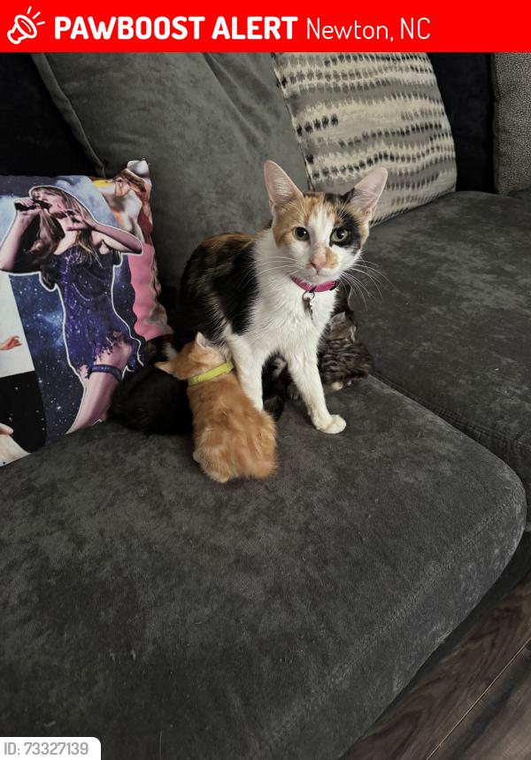 Lost Female Cat last seen Tractor Supy, Newton, NC 28658