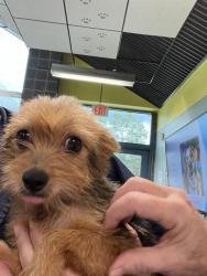 Shelter Stray Female Dog last seen THOMPSON RD, 31078 LA-36, Lacombe, LA 70445, USA