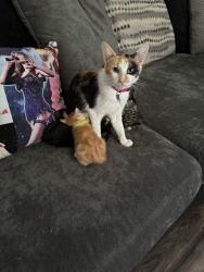 Lost Female Cat last seen Tractor Supy, Newton, NC 28658
