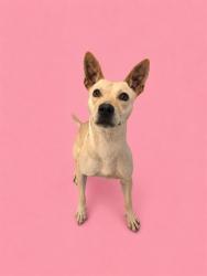 Shelter Stray Female Dog last seen Near BLOCK NW 23RD AVE, 3599 NW 79th Ave, Doral, FL 33122, USA