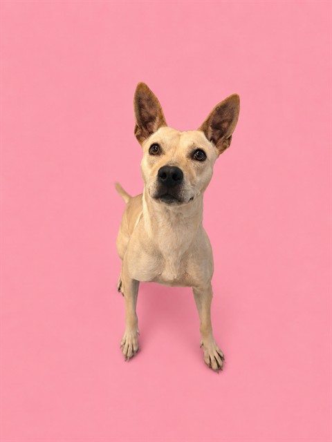 Shelter Stray Female Dog last seen Near BLOCK NW 23RD AVE, 3599 NW 79th Ave, Doral, FL 33122, USA