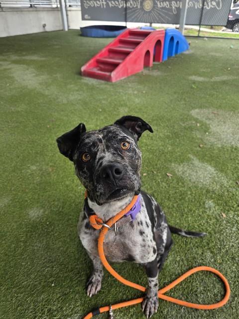 Shelter Stray Female Dog last seen Near BLOCK ST NE 20TH AVE, 3599 NW 79th Ave, Doral, FL 33122, USA