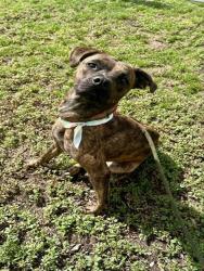 Shelter Stray Female Dog last seen , 3599 NW 79th Ave, Doral, FL 33122, USA