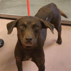 Shelter Stray Female Dog last seen Near BLOCK LA BREW DR S, 127 Humane Ln, Columbia, SC 29201, USA