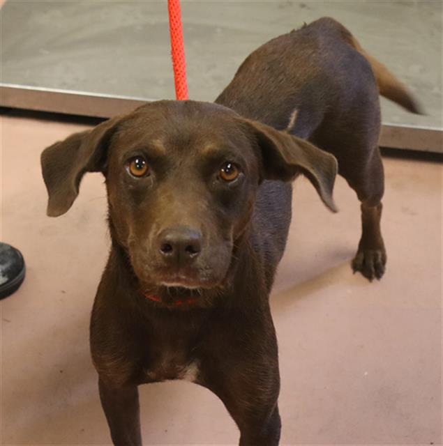 Shelter Stray Female Dog last seen Near BLOCK LA BREW DR S, 127 Humane Ln, Columbia, SC 29201, USA