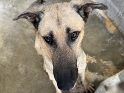 Shelter Stray Male Dog last seen , 1850 W 60th St, Los Angeles, CA 90047, USA