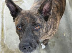 Shelter Stray Female Dog last seen , 1850 W 60th St, Los Angeles, CA 90047, USA