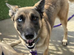Shelter Stray Female Dog last seen , 1850 W 60th St, Los Angeles, CA 90047, USA