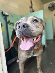 Shelter Stray Female Dog last seen SULLY ST & SANTA ANA AVE, 2127 Front St, Sacramento, CA 95818, USA