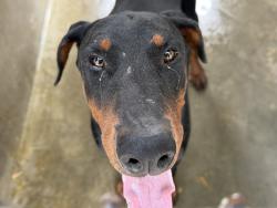 Shelter Stray Male Dog last seen , 1850 W 60th St, Los Angeles, CA 90047, USA