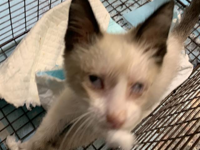 Shelter Stray Male Cat last seen CARBERRY WAY & ARUNDEL WAY, 2127 Front St, Sacramento, CA 95818, USA
