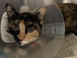 Shelter Stray Female Cat last seen LYTLE ST & FERRAN AVE, 2127 Front St, Sacramento, CA 95818, USA