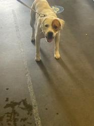 Shelter Stray Male Dog last seen , 1850 W 60th St, Los Angeles, CA 90047, USA