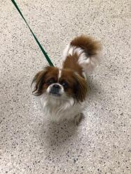 Shelter Stray Male Dog last seen Near BLOCK DOWNING DR - OFFICER EVANS #639, 12155 Park Blvd, Brighton, CO 80601, USA