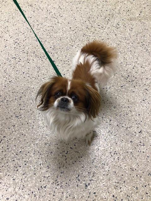 Shelter Stray Male Dog last seen Near BLOCK DOWNING DR - OFFICER EVANS #639, 12155 Park Blvd, Brighton, CO 80601, USA