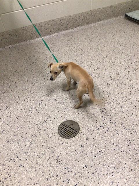 Shelter Stray Male Dog last seen Near BLOCK MILKY WAY, 12155 Park Blvd, Brighton, CO 80601, USA