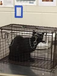 Shelter Stray Female Cat last seen Near BLOCK W 100THE AVE #334, 12155 Park Blvd, Brighton, CO 80601, USA