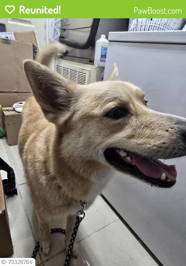 Reunited Unknown Dog last seen SE Quiescent, Port St. Lucie, FL 34983