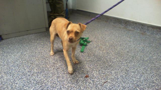 Shelter Stray Female Dog last seen CHARLOTTE, 8315 Byrum Dr, Charlotte, NC 28217, USA